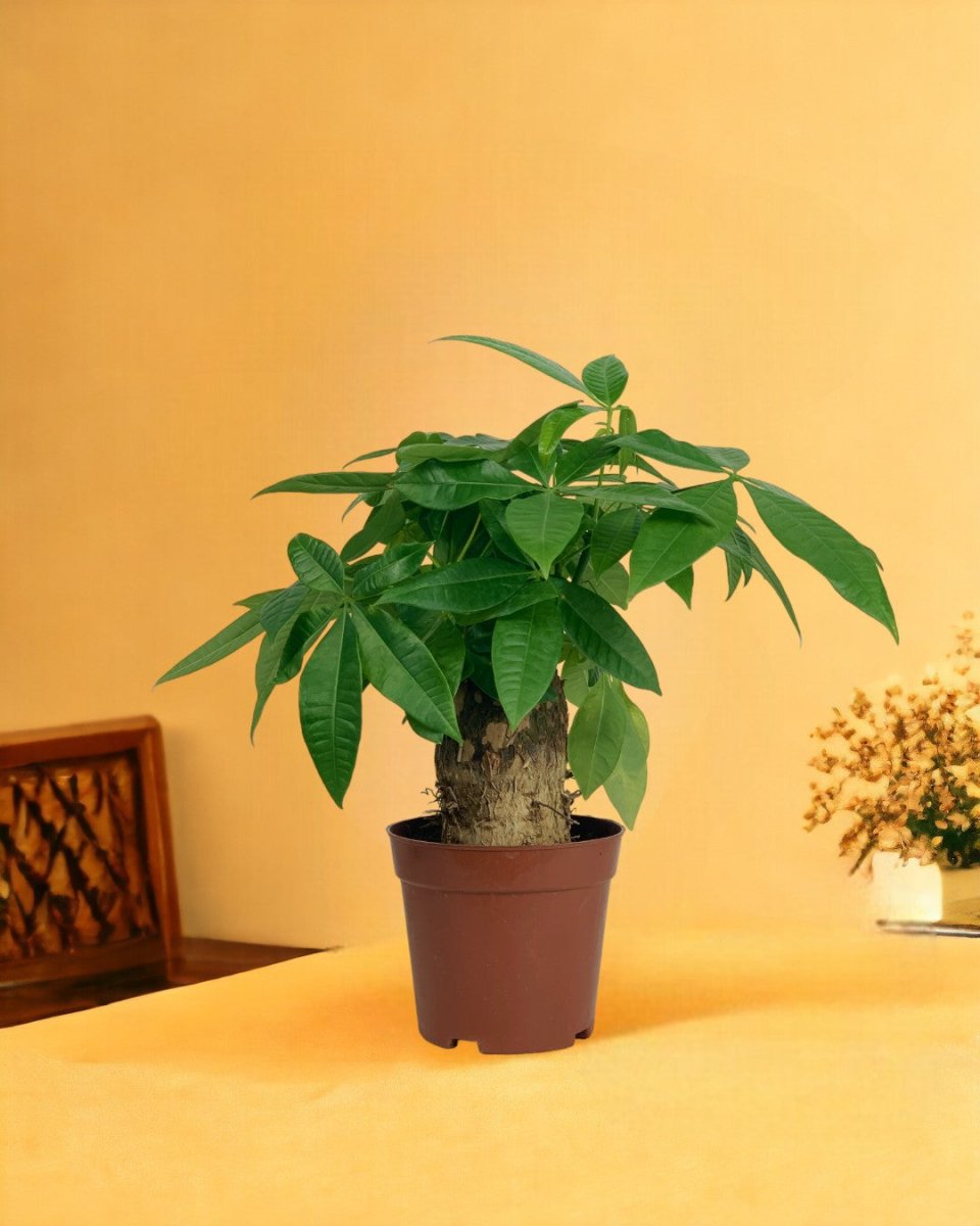 Fat Boy Money Tree - grow pot - Gifting plant - Tumbleweed Plants - Online Plant Delivery Singapore