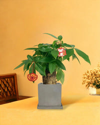 Fat Boy Money Tree - smoffy cement planter - square - Gifting plant - Tumbleweed Plants - Online Plant Delivery Singapore