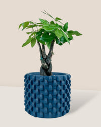 Fat Luck Money Tree - carter planters - small - Gifting plant - Tumbleweed Plants - Online Plant Delivery Singapore