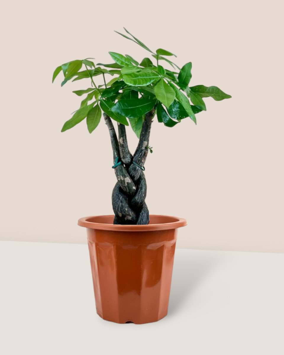 Fat Luck Money Tree - grow pot - Gifting plant - Tumbleweed Plants - Online Plant Delivery Singapore