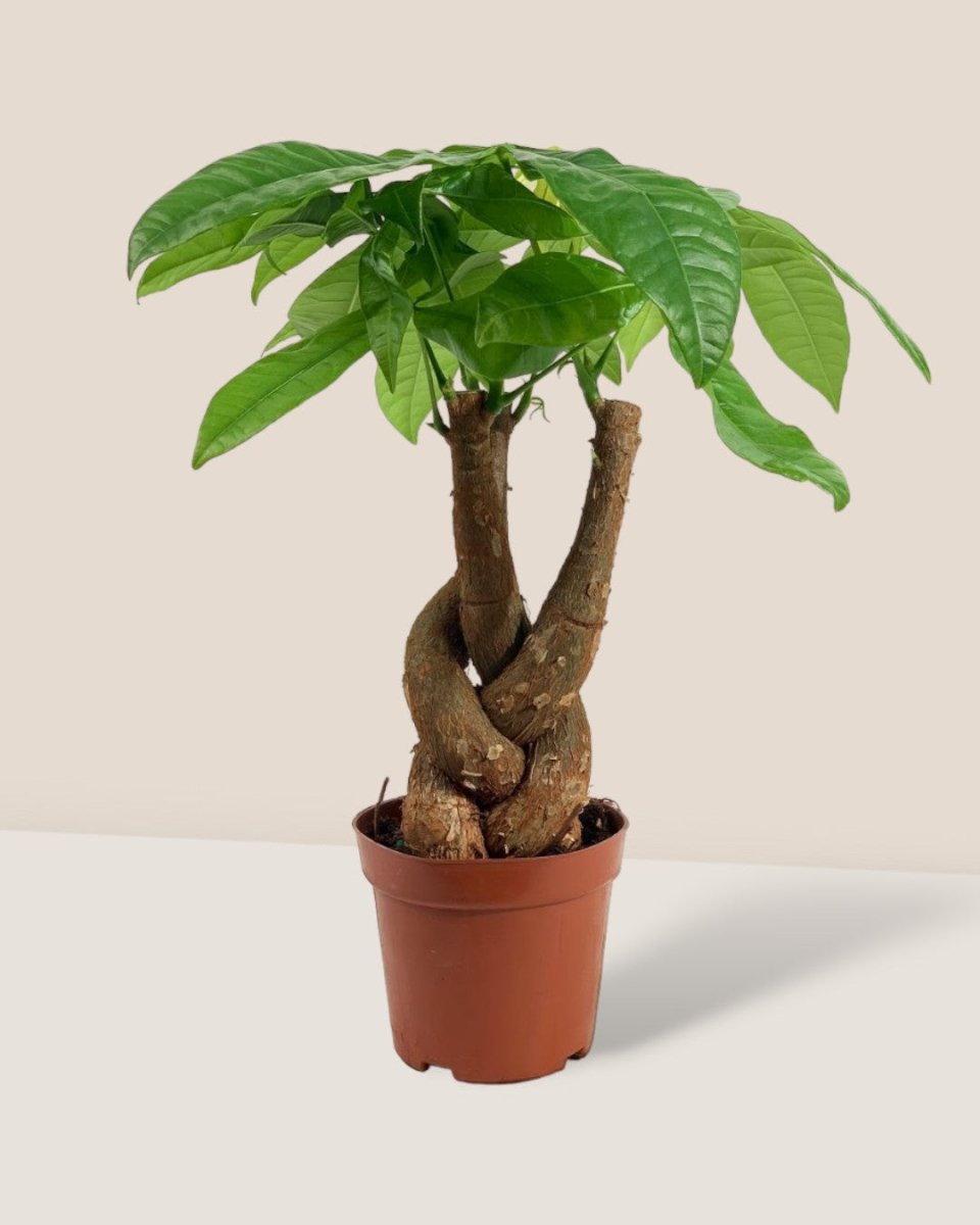 Fat Luck Money Tree - grow pot - Potted plant - Tumbleweed Plants - Online Plant Delivery Singapore