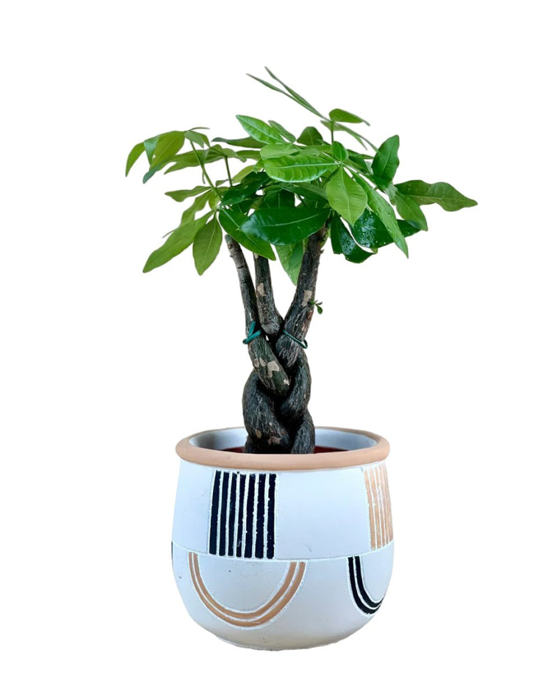 Fat Luck Money Tree - large alive planter (white) - Gifting plant - Tumbleweed Plants - Online Plant Delivery Singapore