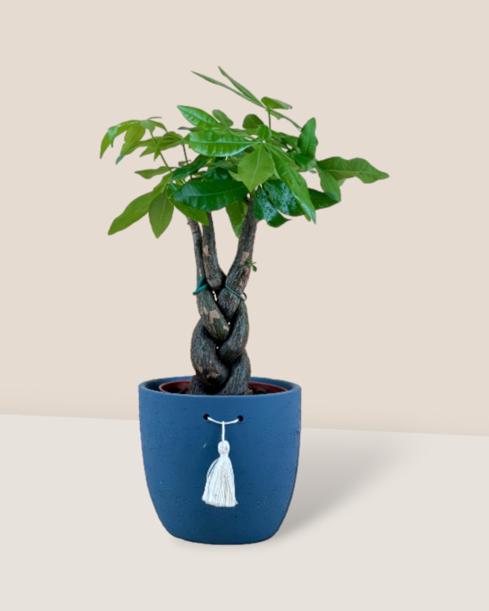 Fat Luck Money Tree - large tassel blue planter - Gifting plant - Tumbleweed Plants - Online Plant Delivery Singapore