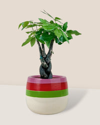 Fat Luck Money Tree - poppy color planter - ariel - Gifting plant - Tumbleweed Plants - Online Plant Delivery Singapore