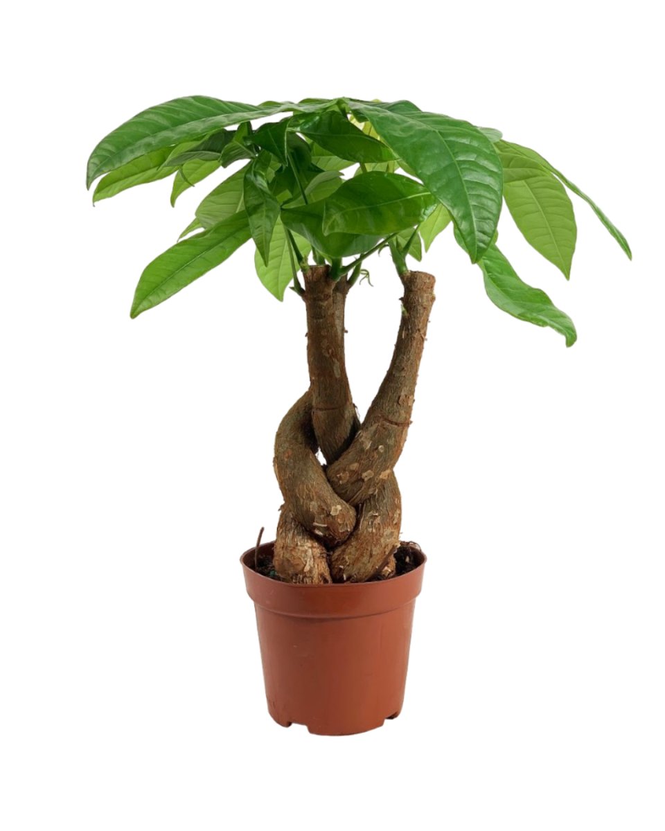 Fat Luck Money Tree - poppy planter - buzz lightyear - Potted plant - Tumbleweed Plants - Online Plant Delivery Singapore