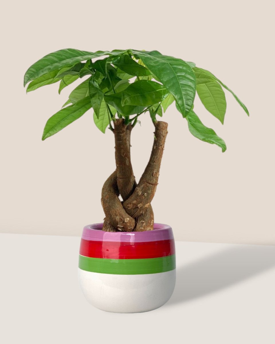 Fat Luck Money Tree - poppy planter - buzz lightyear - Potted plant - Tumbleweed Plants - Online Plant Delivery Singapore