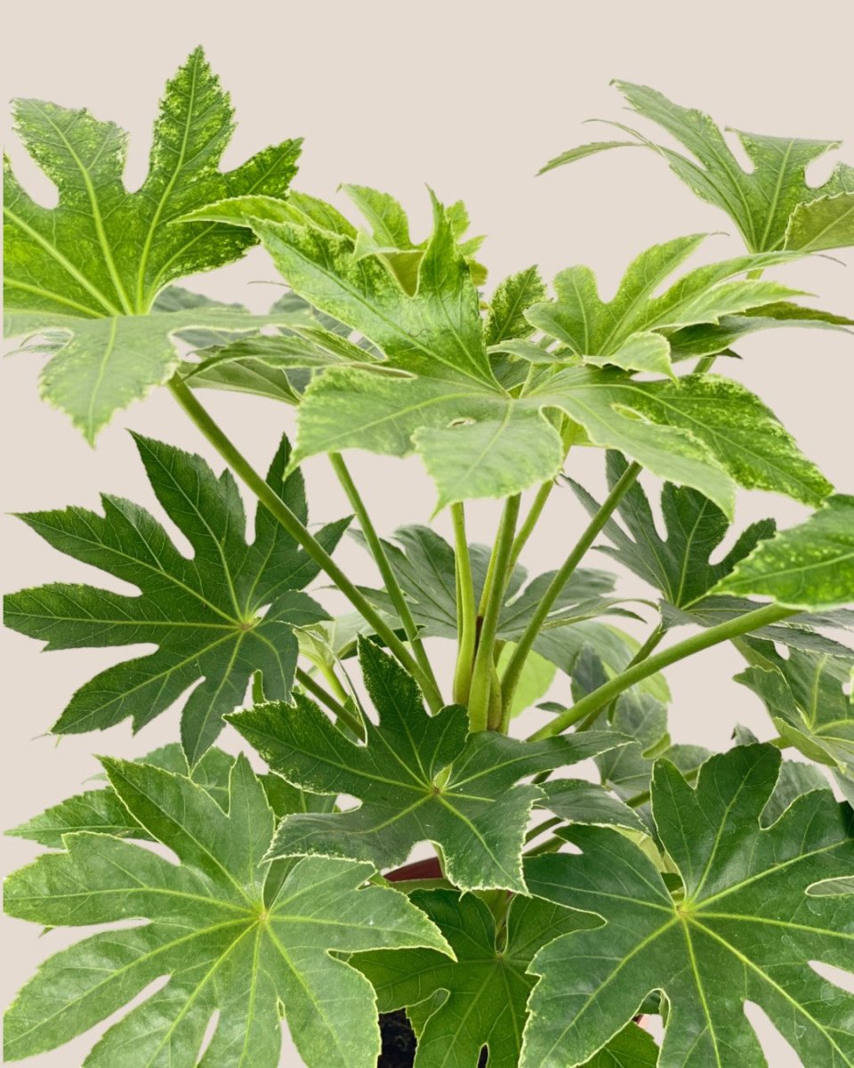 Fatsia Japonica Variegated - grow pot - Potted plant - Tumbleweed Plants - Online Plant Delivery Singapore