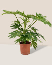 Fatsia Japonica Variegated - grow pot - Potted plant - Tumbleweed Plants - Online Plant Delivery Singapore