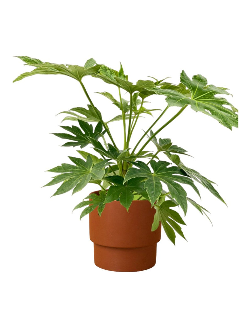 Fatsia Japonica Variegated - plinth pot - chestnut - Potted plant - Tumbleweed Plants - Online Plant Delivery Singapore
