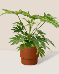 Fatsia Japonica Variegated - plinth pot - chestnut - Potted plant - Tumbleweed Plants - Online Plant Delivery Singapore