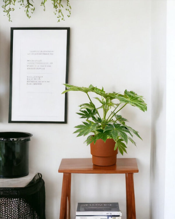 Fatsia Japonica Variegated - plinth pot - chestnut - Potted plant - Tumbleweed Plants - Online Plant Delivery Singapore