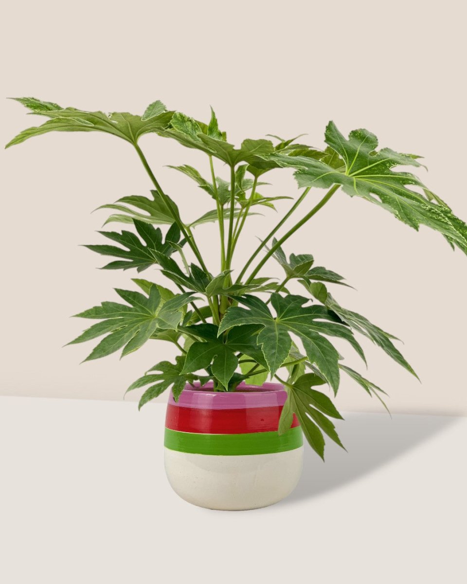 Fatsia Japonica Variegated - poppy planter - buzz lightyear - Potted plant - Tumbleweed Plants - Online Plant Delivery Singapore