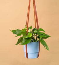 Faux Leather Plant Hangers - brown - Hanging - Tumbleweed Plants - Online Plant Delivery Singapore