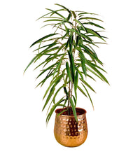 Ficus Alii in Garath Planter - garath planter - Gifting plant - Tumbleweed Plants - Online Plant Delivery Singapore