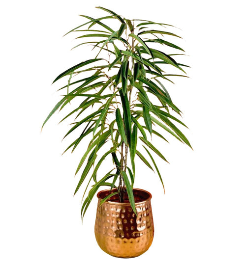 Ficus Alii in Garath Planter - garath planter - Gifting plant - Tumbleweed Plants - Online Plant Delivery Singapore