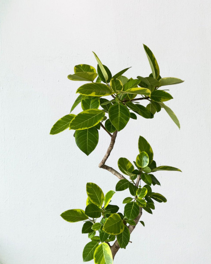 Ficus Altissima Bending - grow pot - Gifting plant - Tumbleweed Plants - Online Plant Delivery Singapore