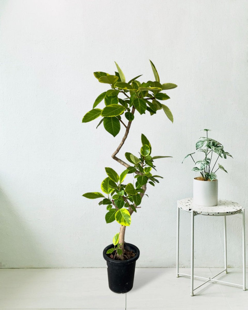 Ficus Altissima Bending - grow pot - Gifting plant - Tumbleweed Plants - Online Plant Delivery Singapore