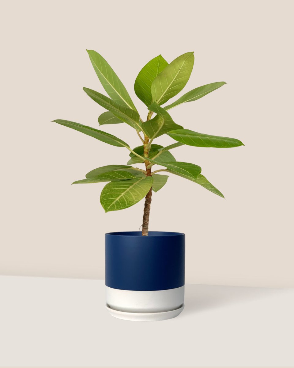Ficus Altissima Golden - blue white two tone pot - Potted plant - Tumbleweed Plants - Online Plant Delivery Singapore