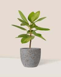 Ficus Altissima Golden - egg pot - small/grey - Potted plant - Tumbleweed Plants - Online Plant Delivery Singapore