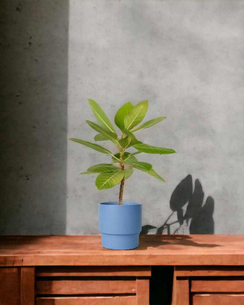 Ficus Altissima Golden - egg pot - small/grey - Potted plant - Tumbleweed Plants - Online Plant Delivery Singapore