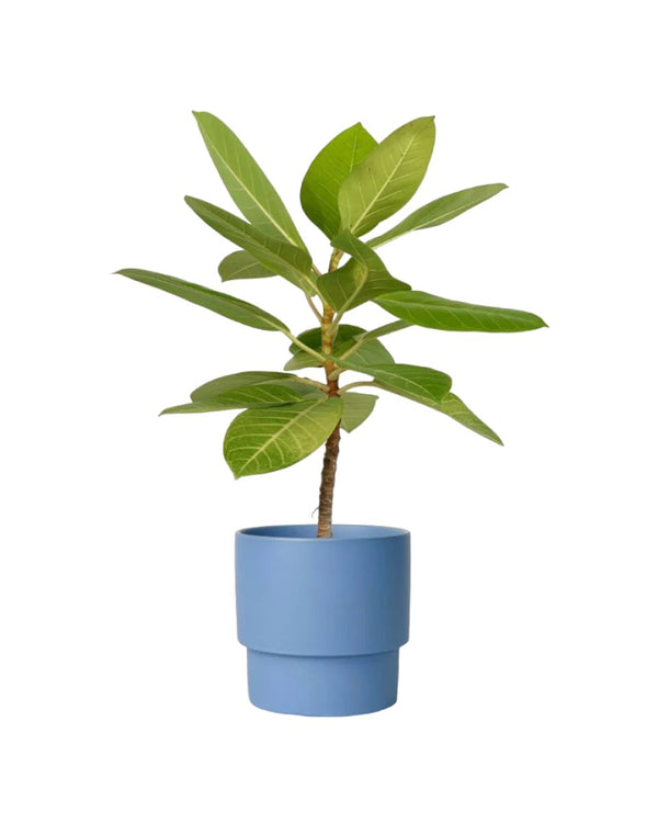 Ficus Altissima Golden - egg pot - small/grey - Potted plant - Tumbleweed Plants - Online Plant Delivery Singapore