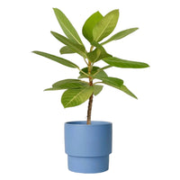 Ficus Altissima Golden