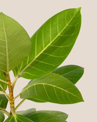 Ficus Altissima Golden - grow pot - Potted plant - Tumbleweed Plants - Online Plant Delivery Singapore