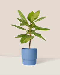 Ficus Altissima Golden - plinth pot - blue - Potted plant - Tumbleweed Plants - Online Plant Delivery Singapore