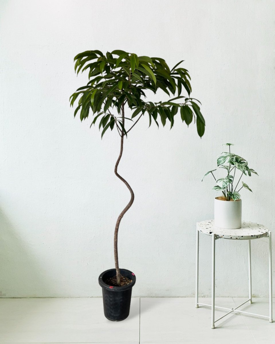 Ficus Amsterdam King - grow pot - Gifting plant - Tumbleweed Plants - Online Plant Delivery Singapore