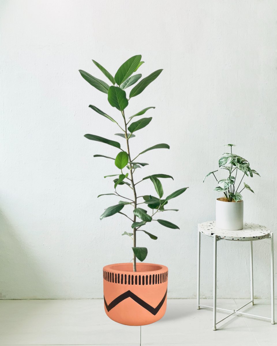 Ficus Audrey 1.2m - charlie pot - Potted plant - Tumbleweed Plants - Online Plant Delivery Singapore
