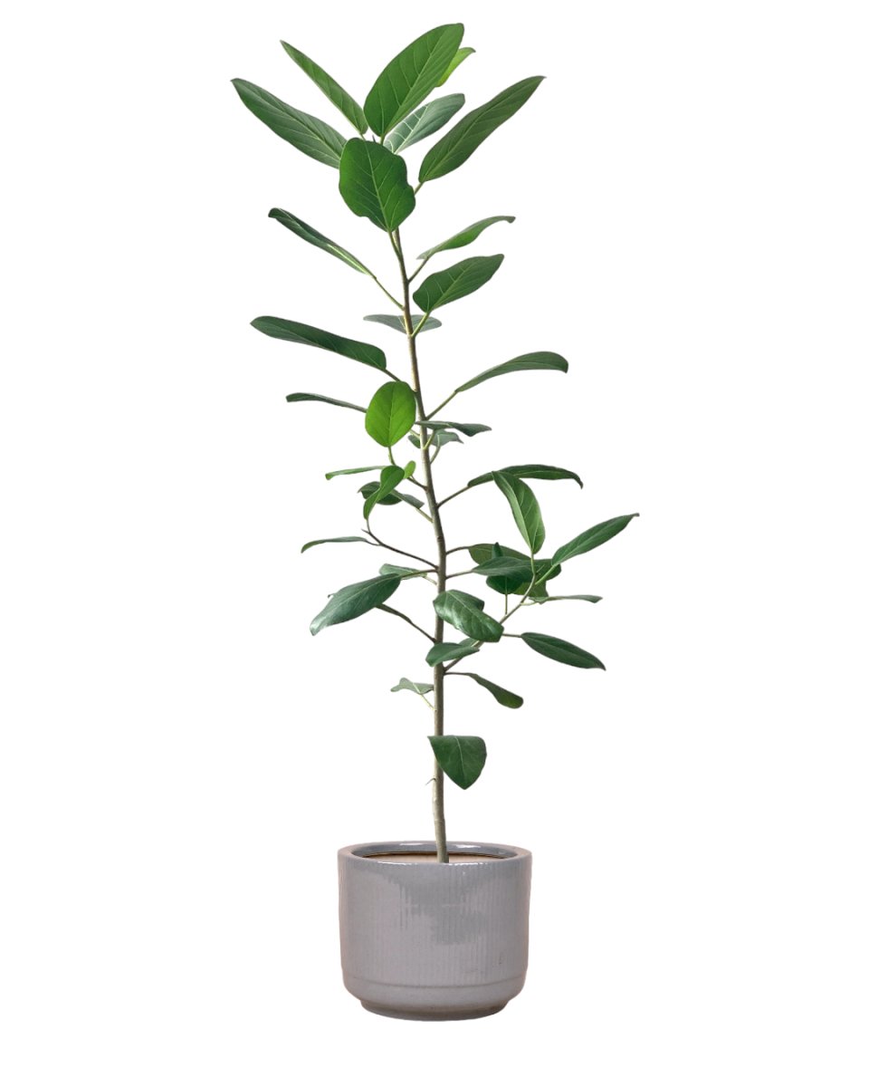 Ficus Audrey 1.2m - dotted rim terracotta pot - Potted plant - Tumbleweed Plants - Online Plant Delivery Singapore