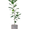 Ficus Audrey 1.2m