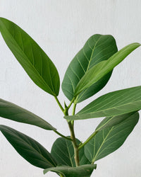 Ficus Audrey 1.2m - morandi pot - Potted plant - Tumbleweed Plants - Online Plant Delivery Singapore
