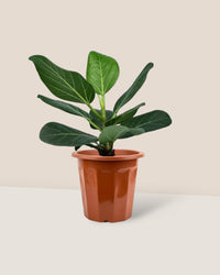Ficus Audrey - grow pot 12cm - Potted plant - Tumbleweed Plants - Online Plant Delivery Singapore