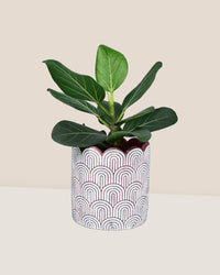 Ficus Audrey - matchstick planter - Potted plant - Tumbleweed Plants - Online Plant Delivery Singapore