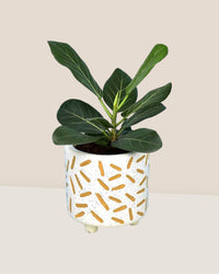 Ficus Audrey - matchstick planter - Potted plant - Tumbleweed Plants - Online Plant Delivery Singapore