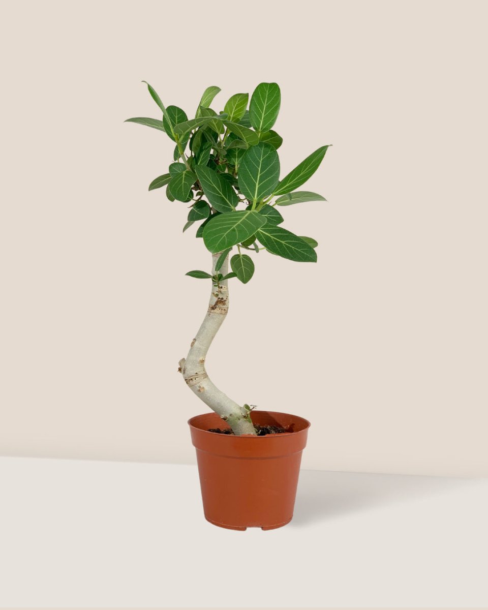 Ficus Beng Audrey - grow pot 17cm - Potted plant - Tumbleweed Plants - Online Plant Delivery Singapore