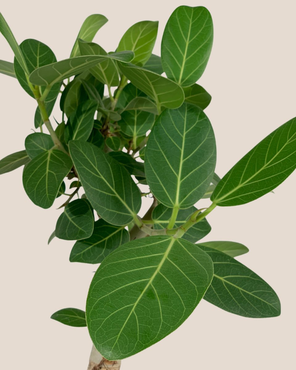 Ficus Beng Audrey - grow pot 17cm - Potted plant - Tumbleweed Plants - Online Plant Delivery Singapore