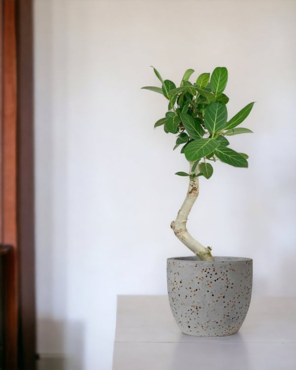 Ficus Beng Audrey - little egg pot grey - Potted plant - Tumbleweed Plants - Online Plant Delivery Singapore