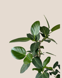 Ficus Benhalensis Audrey Bending - grow pot - Potted plant - Tumbleweed Plants - Online Plant Delivery Singapore