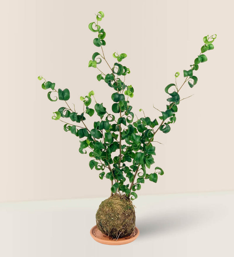 Ficus Benjamina Kokeball - Plant - Tumbleweed Plants - Online Plant Delivery Singapore