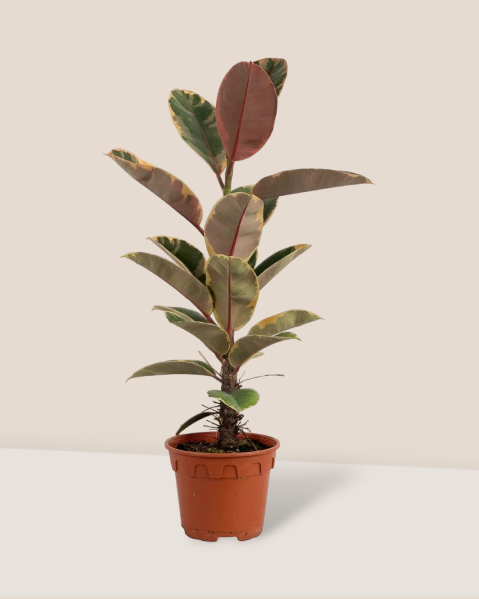 Ficus Elastica Ruby - grow pot - Just plant - Tumbleweed Plants - Online Plant Delivery Singapore