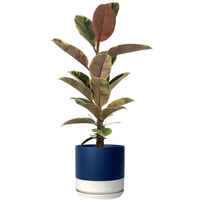 Ficus Elastica Ruby