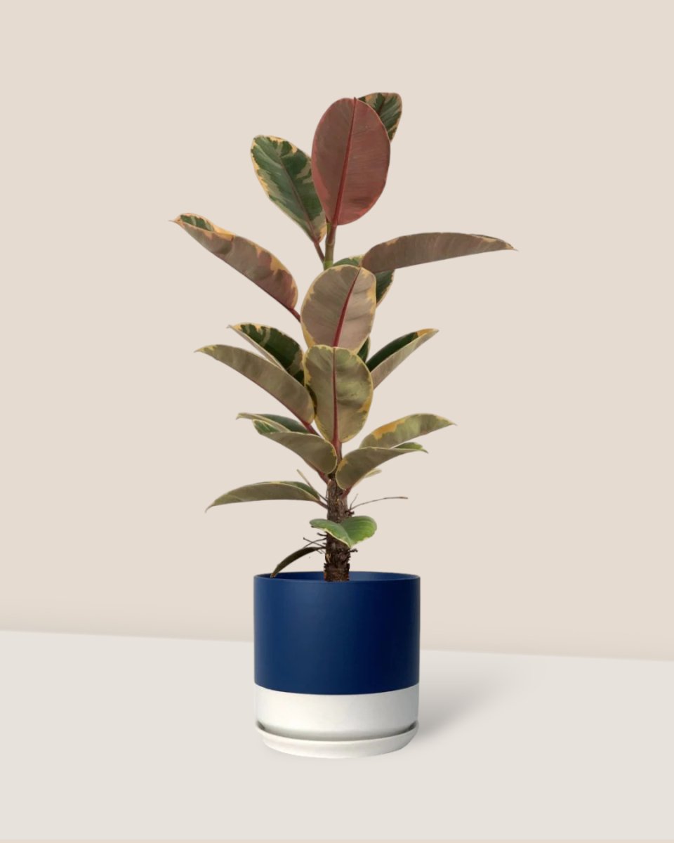Ficus Elastica Ruby - grow pot - Just plant - Tumbleweed Plants - Online Plant Delivery Singapore