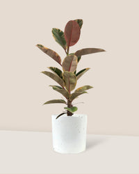 Ficus Elastica Ruby - grow pot - Just plant - Tumbleweed Plants - Online Plant Delivery Singapore