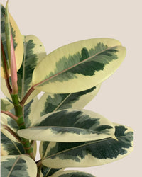 Ficus Elastica Tineke - grow pot - Gifting plant - Tumbleweed Plants - Online Plant Delivery Singapore