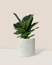 Ficus Lyrata - coarse cylinder planter - white - Potted plant - Tumbleweed Plants - Online Plant Delivery Singapore