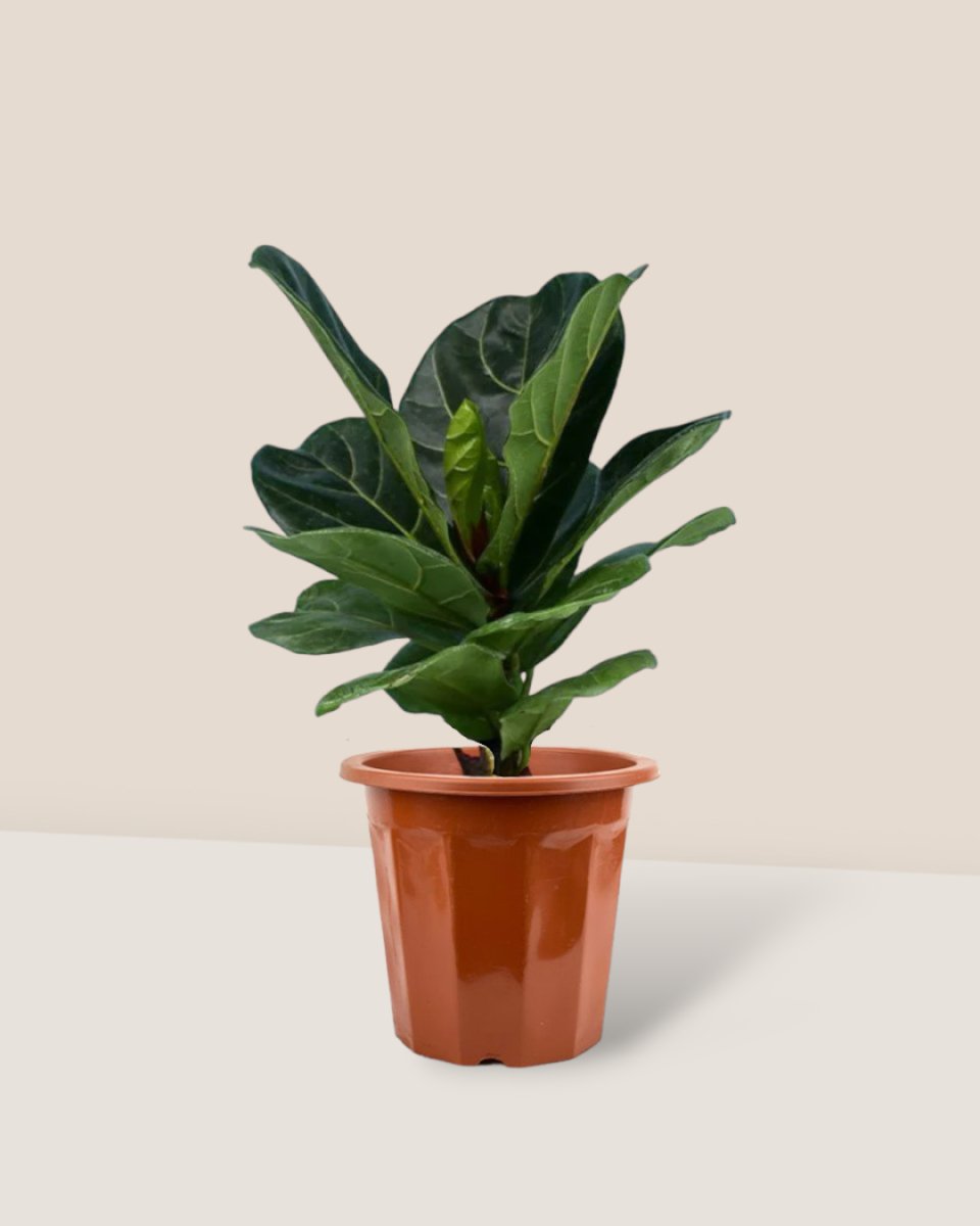 Ficus Lyrata - grow pot - Potted plant - Tumbleweed Plants - Online Plant Delivery Singapore