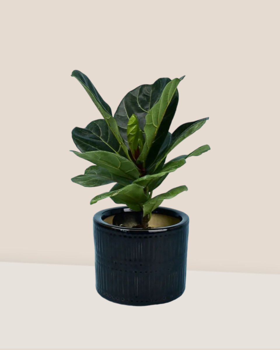 Ficus Lyrata - white cylinder pot - Potted plant - Tumbleweed Plants - Online Plant Delivery Singapore