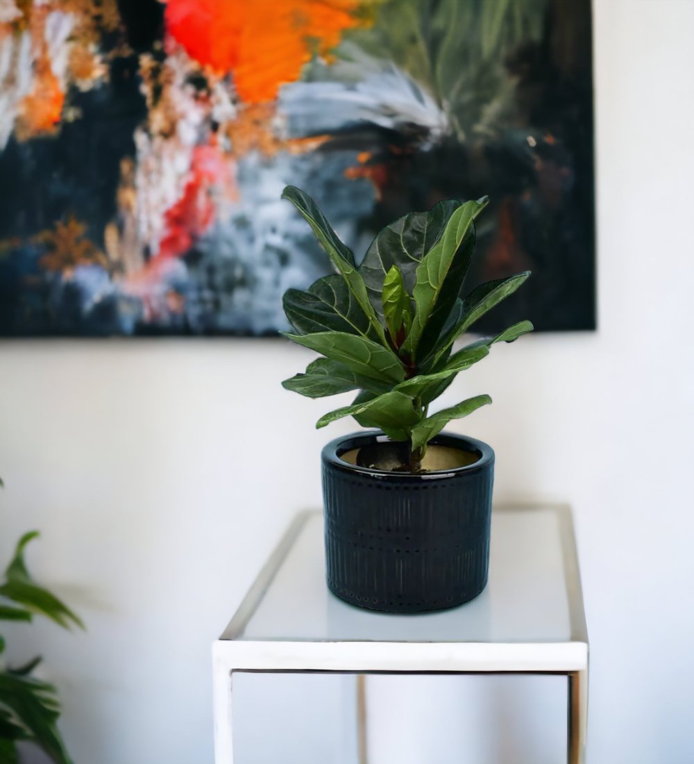 Ficus Lyrata - Tumbleweed Plants Singapore